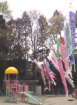 photo koinobori no.3
