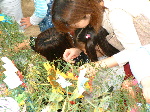 pub0114.jpg